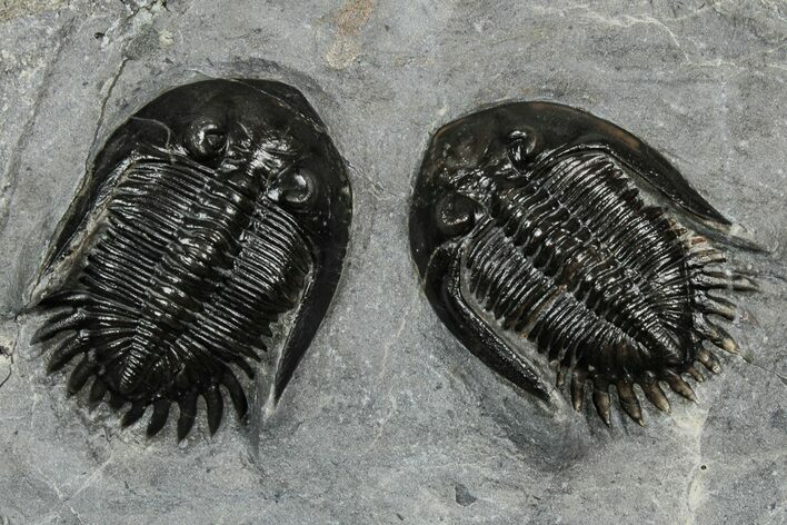 Two Beautiful Mrakibina Trilobites - Mrakib, Morocco #354447